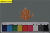 藏品(窄小并額蟹)的圖片